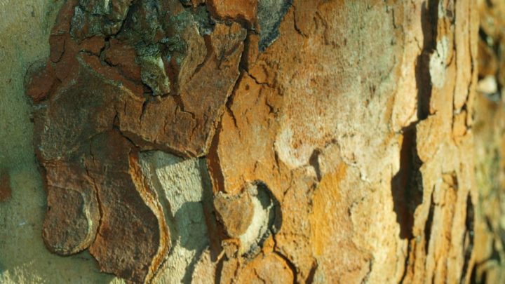 Die heilsamste Aminosäure der Welt. – L-Arginin
